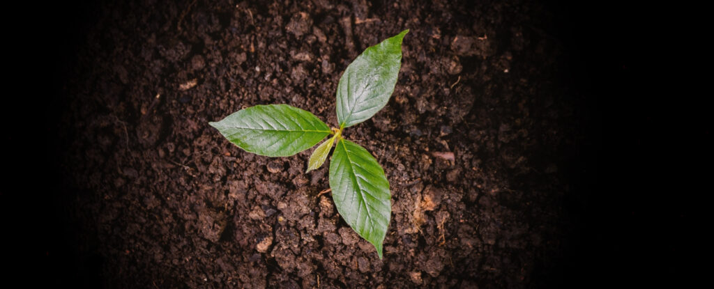 a small tree planting trees tenderly overlay